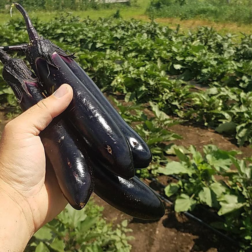 Eggplant